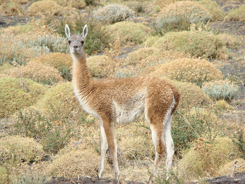 Guanaco [4]