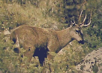 Andenhirsch
                        (huemul)