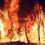 Waldbrand in Chile
                        in der Region Maule
