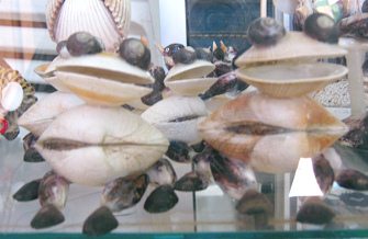 Artesana de conchas del mar, ranas