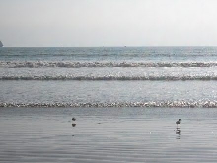 Gaviotas en la playa Chinchorro