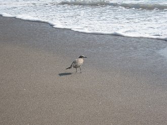 Playa Laucho, gaviotas en la playa
                                (02)