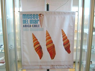 Ein Plakat des Meermuseums mit
                                  Meerschnecken