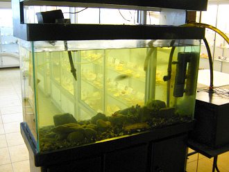 Das Aquarium im Eingangsbereich