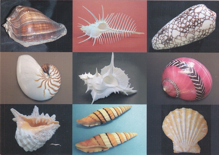 Ansichtskarte mit Meermuscheln und
                        Meerschnecken aus dem Meermuseum von Arica
