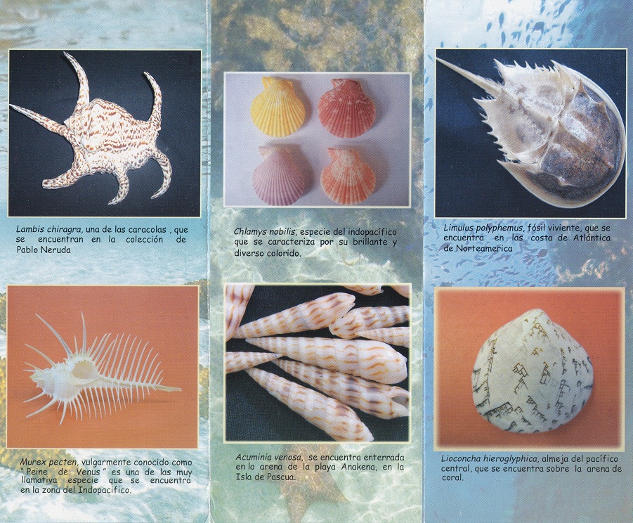 Das Faltblatt des Meermuseums
                      02 mit einigen Beispielen