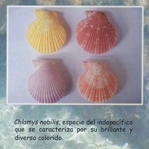 Folleto 05: Chlamys
                                nobilis