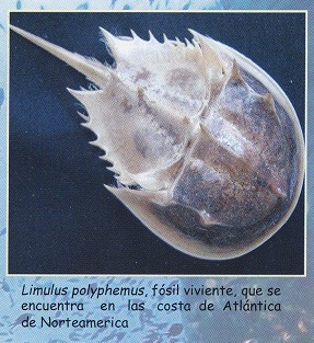 Folleto 07: Limulus
                                polyphemus