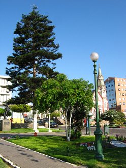 Plaza del Trabajador, pino 02