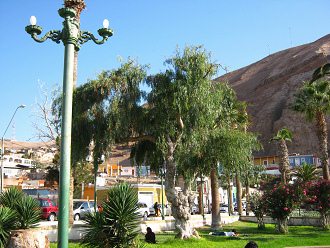 Kolumbusplatz von Arica, ein Olivenbaum
