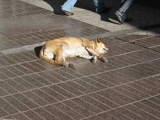 Ahumada-Passage ("paseo
                        Ahumada"), ein Hund nimmt ein Sonnenbad
