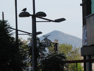 Calle 21 de mayo, paloma en el farol con
                        cerro al fondo, primer plano