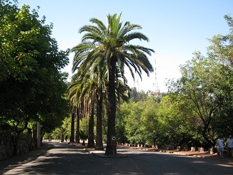 Avenida con palmeras en la franja central