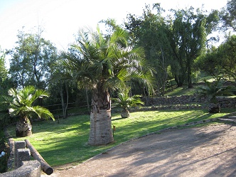 Botanischer Garten "Mapulemu",
                          eine weitere Palme