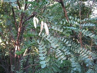 Botanischer Garten
                                  "Mapulemu", Tara-Baum mit
                                  Fiederblttern und Samen