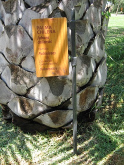 Tafel der Chilenischen Palme, Honigpalme
                          (span. Palma chilena, lat. Jubaea chilensis)