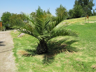 Chilenische Palme (Honigpalme) 02