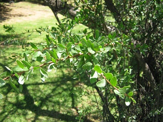 Die
                          Blttchen des Chilenischen Pfefferbaums (span.
                          Huingn)