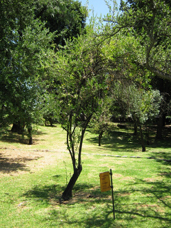 Der Baum Maitn (lat. Maytenus boaria)
