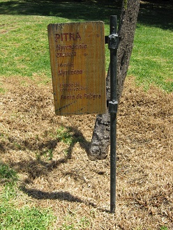 Tafel des
                          Pitra (lat. Myrcegenia exsucca)