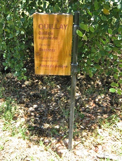 Tafel
                          des Seifenrindenbaums (span. Quillay, lat.
                          Quillaja saponaria)