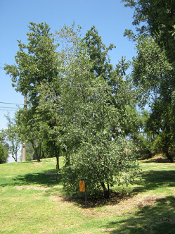 Der Seifenrindenbaum (span. Quillay, lat.
                          Quillaja saponaria)
