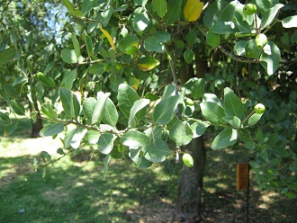 Blttchen und grne Beeren des
                          Peumo-Baums