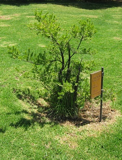 Die Chilenische Myrte (span. Arrayn,
                          lat. Luma apiculata)