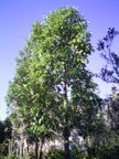 Winterrinde (span. Canelo), grosser Baum