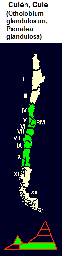 Culn, Cule (Otholobium
                                glandulosum, Psoralea glandulosa), Karte
                                und Grafik der Verbreitung