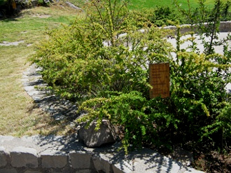 Tafel der Berberis montana (span. Michay
                          Palo Amarillo, lat. Berberis montana)