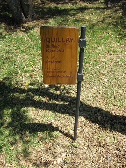 Placa del Quillay (lat. Quillaja
                          saponaria)