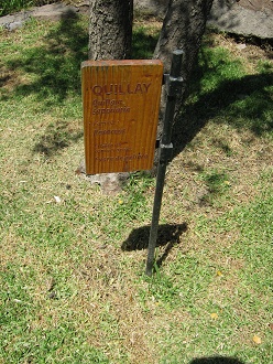 Placa del Quillay (lat. Quillaja
                          saponaria)