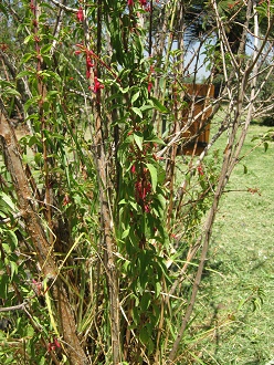 Zweige und Blten der Scharlach-Fuchsie
                          (span. Chilco, lat. Fuchsia magellanica)