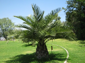 Chilenische Palme (span. Palma chilena,
                          lat. Jubaea chilensis)