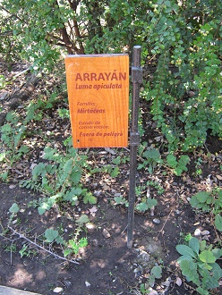 Arrayn
                          (lat. Luma apiculata)