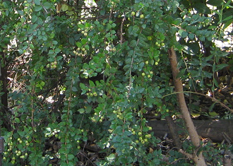 Myrte
                          (span. Arrayn, lat. Luma apiculata)