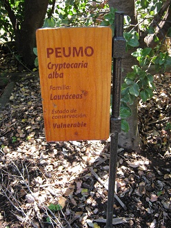 Peumo
                          (lat. Cryptocaria alba)