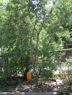 Peumo-Baum (lat. Cryptocaria alba)