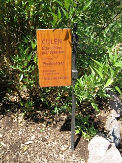 Tafel des
                          Culn (lat. Otholobium glandulosum, oder
                          Psoralea glandulosa [web02])