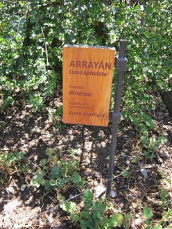 Die
                          Tafel einer weiteren Myrte (span. Arrayn,
                          lat. Luma apiculata)