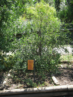 Myrte (span. Arrayn, lat. Luma
                          apiculata)
