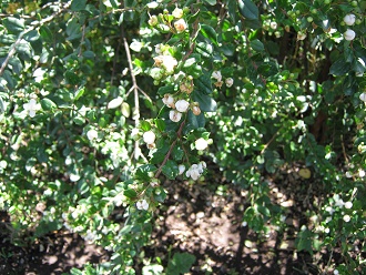 Myrtenblttchen mit Myrtenblten (span.
                          Arrayn, lat. Luma apiculata)