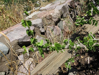 Guayacn
                          (lat. Porlieria chilensis), Nahaufnahme
