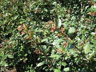 Roter
                          Andenstrauch (span. ipa, lat. Escallonia
                          rubra), Nahaufnahme