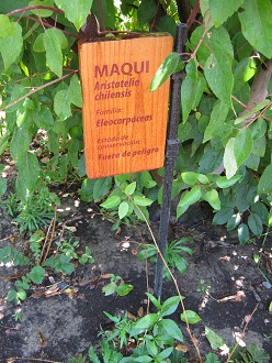 Tafel der
                          Chile-Weinbeere [web04] (span. Maqui, (lat.
                          Aristotelia chilensis)