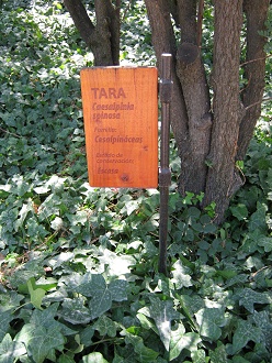 Die Tafel
                          des Tarabaums (lat. Caesalpinia spinosa)