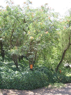 Tarabaum
                          (lat. Caesalpinia spinosa)