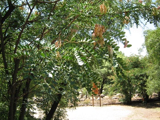 Bltter
                          und Frchte des Tarabaums (lat. Caesalpinia
                          spinosa), Nahaufnahme