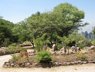 Guanacopfote (span. Pata de guanaco, lat.
                          Cistanthe grandiflora) mit der Baumgruppe
                          dahinter